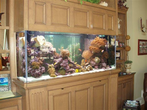 Tropical Fish Store «Premier Aquatics», reviews and photos, 1801 Roswell Rd, Marietta, GA 30062, USA