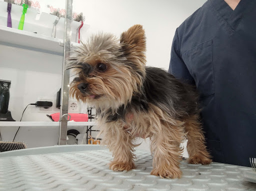 Hundesalon/Hundefriseur Dog and Style WT by Wenzel unter Albbruck, 
