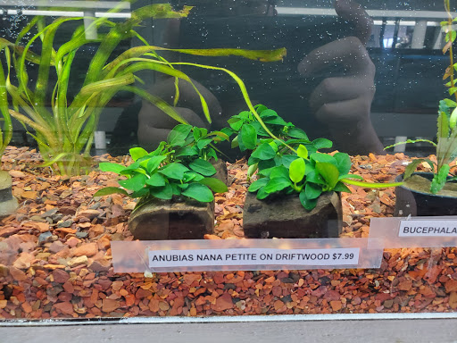 Pet Store «Pet Town», reviews and photos, 7804 Florence Ave, Downey, CA 90240, USA