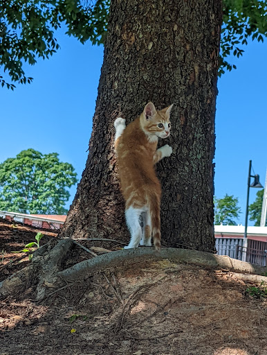 Park «Bicentennial Park», reviews and photos