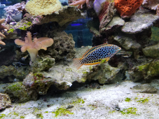 Tropical Fish Store «Living Reef Aquariums», reviews and photos, 4824 N Dixie Hwy, Oakland Park, FL 33334, USA