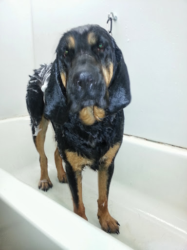 Pet Groomer «Tidy Dog Pet Supply & Salon», reviews and photos, 2612 Lebanon Pike A, Nashville, TN 37214, USA