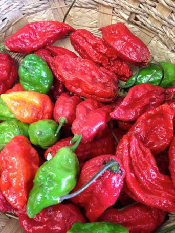 Produce Market «Mt Olympus Berry Farm», reviews and photos, 23298 Jefferson Davis Hwy, Ruther Glen, VA 22546, USA