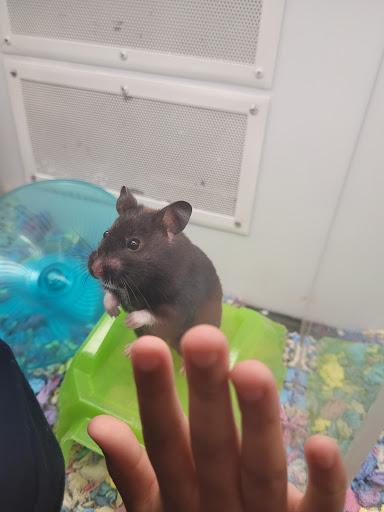 Pet Supply Store «Petco Animal Supplies», reviews and photos, 1951 N Military Trl c, West Palm Beach, FL 33409, USA