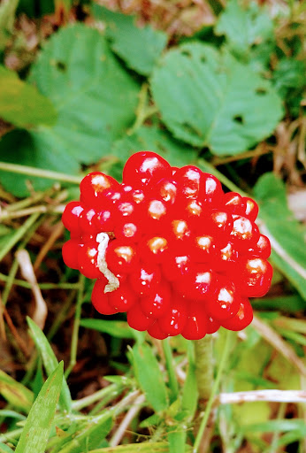 Park «Cleveland Metroparks», reviews and photos, 1969 W Ridgewood Dr, Cleveland, OH 44134, USA