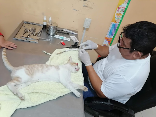 Opinii despre Veterinaria MI MASCOTA în Cuenca - Veterinario