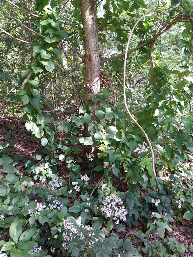 Memorial Park «Captain Stephen Olney Memorial Park», reviews and photos, Smithfield Rd, North Providence, RI 02904, USA