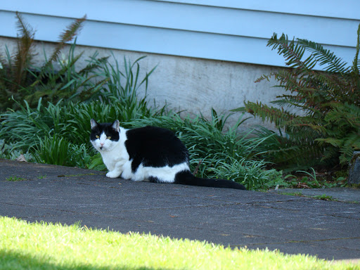 Park «Mt. Scott Park», reviews and photos, SE 72nd Ave & Southeast Harold Street, Portland, OR 97206, USA