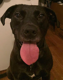 Big and Little Pet Sitting, LLC - Photo 8 - Car repair in West Palm Beach, FL, West Palm Beach