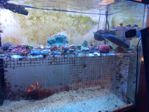 Tropical Fish Store «Aquarium Oddballs», reviews and photos, 6115 E 31st St, Tulsa, OK 74135, USA