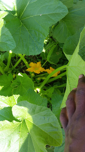 Pike County Co-op Aal