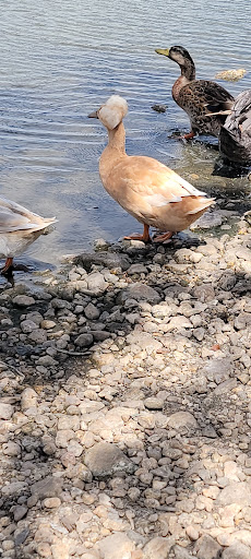 Park «Millers Pond Park», reviews and photos, 6175 Old Pearsall Rd, San Antonio, TX 78242, USA