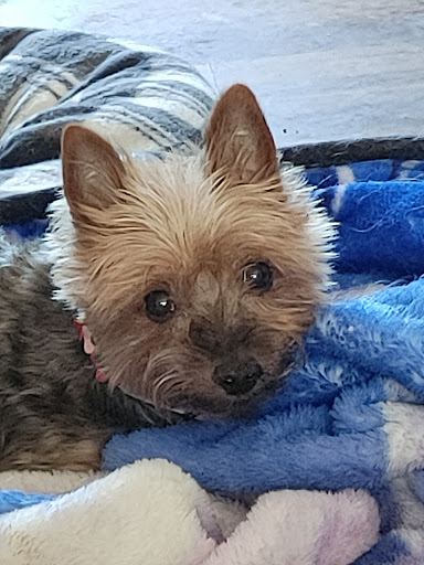 Olde Dogge Inn, 14472 Ridge Rd W, Albion, NY 14411, USA, 