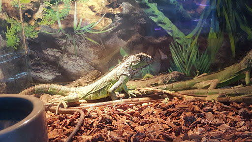 Tikis Tropical Fish image