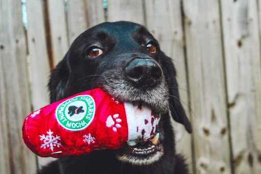 Pet Supply Store «Paws & Claws», reviews and photos, 1803 Augusta St, Greenville, SC 29605, USA