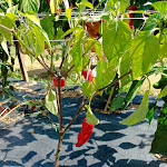 Photo n° 1 de l'avis de Carine.h fait le 10/08/2023 à 08:54 pour Atelier du Piment à Espelette à Espelette