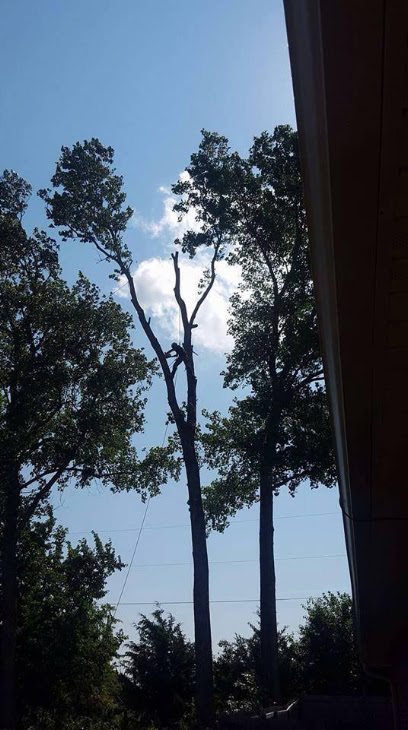 Arbor Tree Services