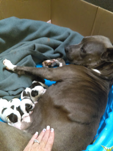 Animal Hospital «Animal Medical Corpus Christi», reviews and photos, 6822 Everhart Rd, Corpus Christi, TX 78413, USA