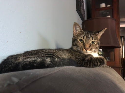 Book Store «Phoenix & Dragon Bookstore», reviews and photos, 5531 Roswell Rd NE, Sandy Springs, GA 30342, USA