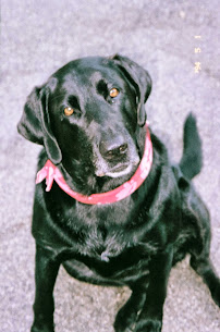 Kristel's Purrfect Barking Pet Care - Photo 6 - Car repair in , Glendale