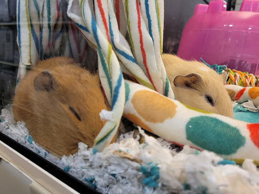 Pet Supply Store «PetSmart», reviews and photos, 860 Cobb Pl Blvd NW, Kennesaw, GA 30144, USA