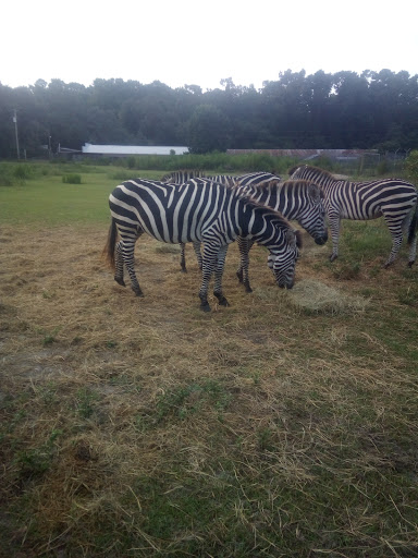 Zoo «Waccatee Zoological Farm», reviews and photos, 8500 Enterprise Rd, Myrtle Beach, SC 29588, USA