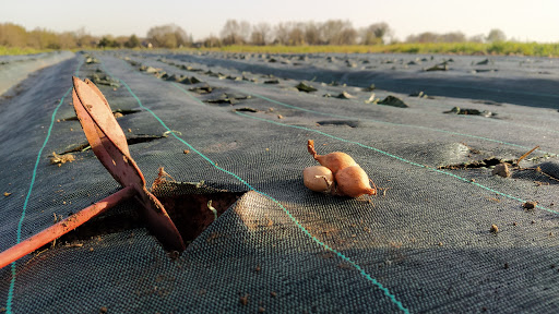 GAEC Plume de Courgette