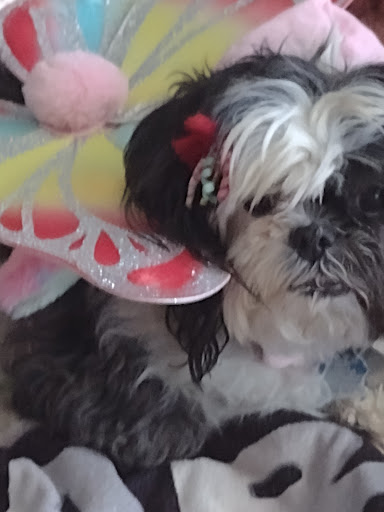 Pet Supply Store «Pet Supplies Plus», reviews and photos, 26230 Hoover Rd, Warren, MI 48089, USA