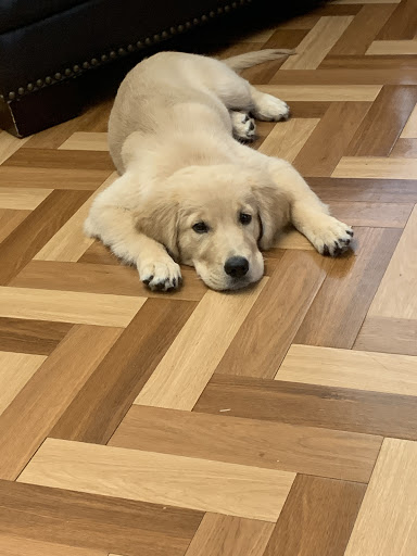 Pet Groomer «Vanity Fur Pet Salon and Resort», reviews and photos, 5550 Main St, Millbrook, AL 36054, USA