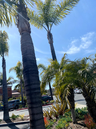 Sandwich Shop «Panera Bread», reviews and photos, 667 San Rodolfo Dr, Solana Beach, CA 92075, USA