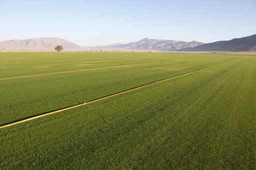 Sod supplier Reno