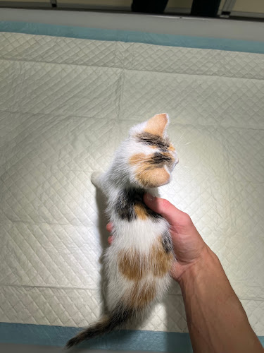 Oddział Drobnych Ssaków Gabinet Weterynaryjny Lublin