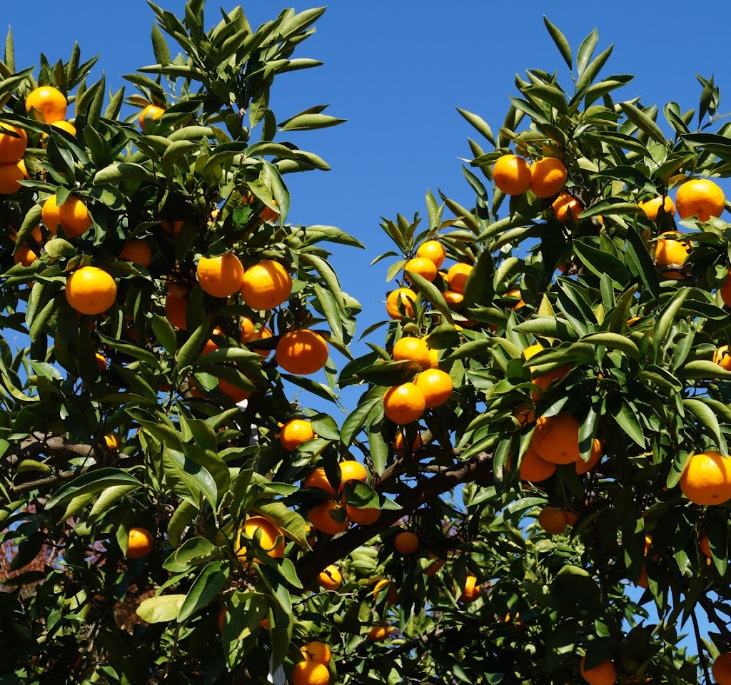 パイロット松下農園(みかん農園)
