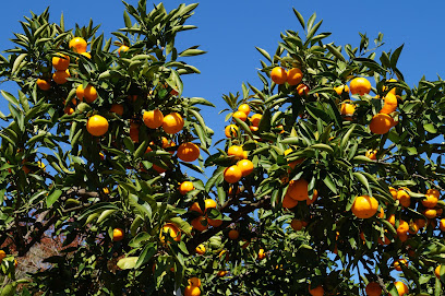 パイロット松下農園(みかん農園)