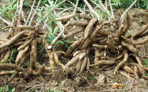 Top 3 cửa hàng bkav Huyện Tân Châu Tây Ninh 2022