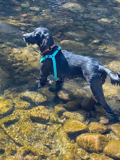 Pet Supply Store «The Pet Boutique of Vail», reviews and photos, 182 Gore Creek Dr, Vail, CO 81657, USA