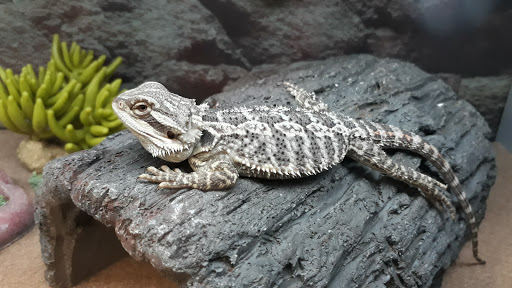 Pet Supply Store «Petco Animal Supplies», reviews and photos, 60 E Golf Rd, Schaumburg, IL 60173, USA