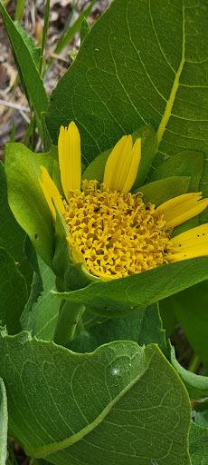 National Forest «Petrified Forest», reviews and photos