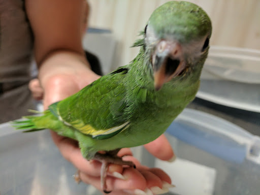 Bird Shop «BirdFarm Superstore», reviews and photos, 6360 Suncoast Parkway, Homosassa, FL 34446, USA