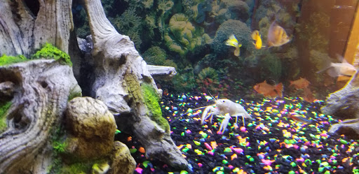 Pet Supply Store «Petco Animal Supplies», reviews and photos, 444 N Santa Cruz Ave, Los Gatos, CA 95030, USA