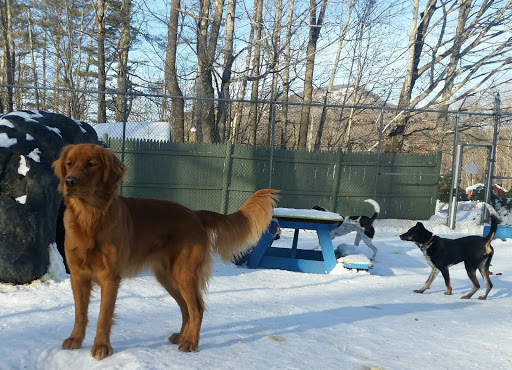 Barker Brook Kennels