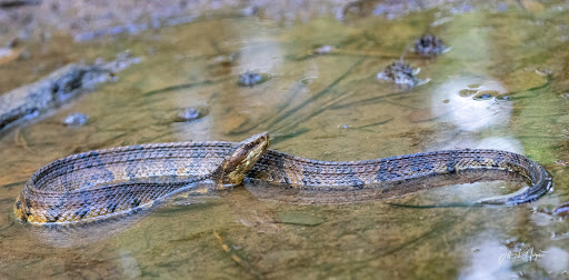 National Park «Congaree National Park», reviews and photos