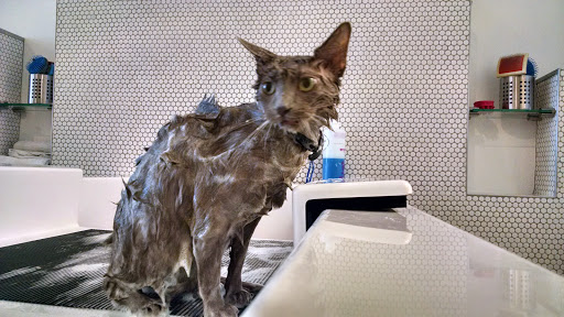 Pet Groomer «Bubbly Paws Dog Wash & Grooming», reviews and photos, 949 Grand Ave, St Paul, MN 55105, USA