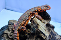 Florida Man Reptiles - Photo 6 - Car repair in Gainesville, FL, Gainesville
