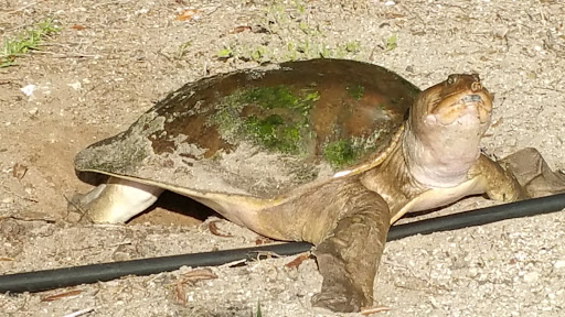 Nature Preserve «Grassy Waters Preserve», reviews and photos, 8264 Northlake Blvd, West Palm Beach, FL 33412, USA