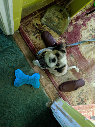 Pet Supply Store «Zoo-Rama Pets», reviews and photos, 2566 E Tremont Ave, Bronx, NY 10461, USA