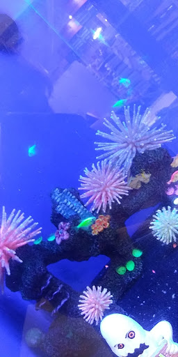 Pet Supply Store «PetSmart», reviews and photos, 479 River Hill Dr, Ashland, KY 41101, USA