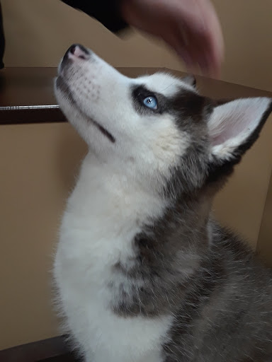 Pet Supply Store «Pet Supplies Plus», reviews and photos, 1810 Declaration Dr, Independence, KY 41051, USA