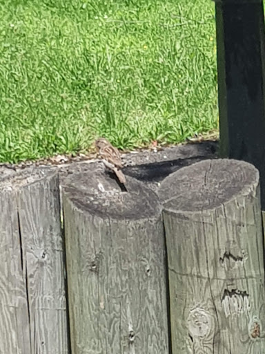 Park «Delaware Park», reviews and photos, Meadow Dr, Buffalo, NY 14214, USA