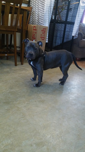 Pet Supply Store «PetSmart», reviews and photos, 290 S Broadway, Salem, NH 03079, USA